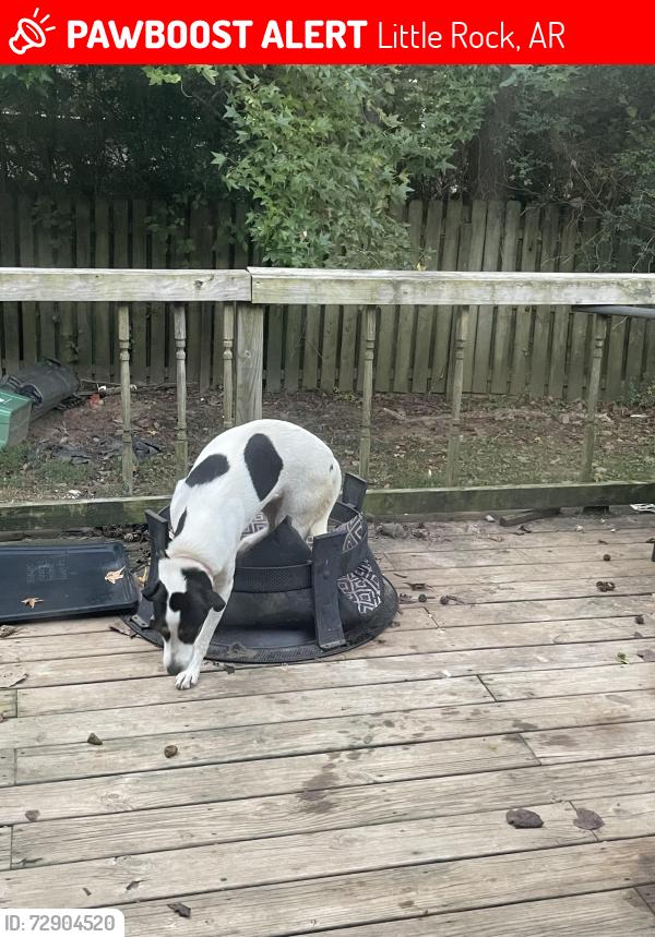 Lost Female Dog last seen Wimbledom/Connolly Ct, Little Rock, AR 72210