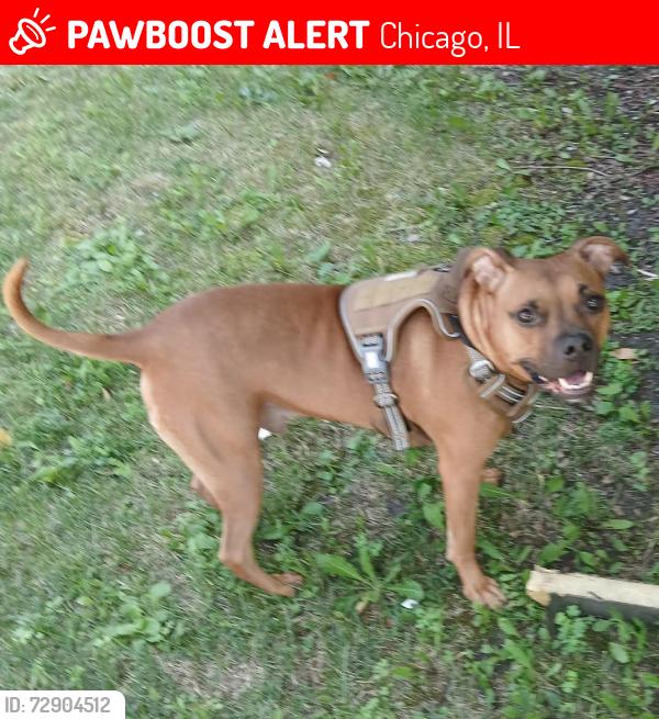 Lost Male Dog last seen Lake & talman, chicago , Chicago, IL 60612