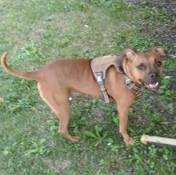 Lost Male Dog last seen Lake & talman, chicago , Chicago, IL 60612