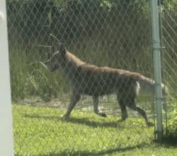 Found/Stray Unknown Dog last seen Cremona st & Del Rio ( backyard , Port St. Lucie, FL 34986