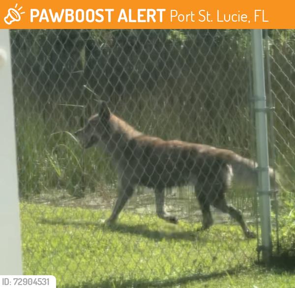 Found/Stray Unknown Dog last seen Cremona st & Del Rio ( backyard , Port St. Lucie, FL 34986