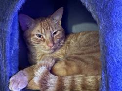Reunited Male Cat last seen Valrico Station apmt complex near SR 60 and St. Cloud, Valrico, FL 33594