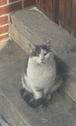 Reunited Male Cat last seen huntsville dam, 118, Dallas, PA 18612