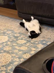 Lost Male Cat last seen Near Thornwood Cove NW - Thornwood Subdivision, Acworth, GA 30102