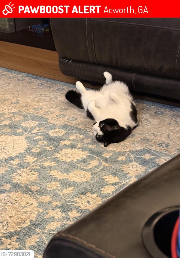 Lost Male Cat last seen Near Thornwood Cove NW - Thornwood Subdivision, Acworth, GA 30102