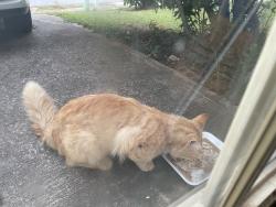 Reunited Male Cat last seen Magnolia park Drive Norcross , Norcross, GA 30071