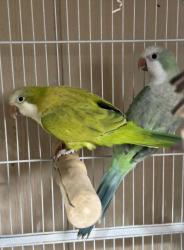 Lost Unknown Bird last seen Trencreek Farm Rd, Davidson County, NC 27295