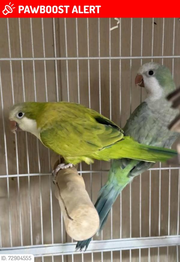 Lost Unknown Bird last seen Trencreek Farm Rd, Davidson County, NC 27295