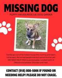 Lost Female Dog last seen 244/Admiral between Sheridan and Yale in Tulsa, Tulsa, OK 74115