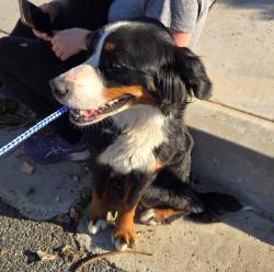 Found/Stray Female Dog last seen DeBerry & Observation Drive, Grand Terrace, CA 92313