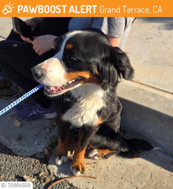 Found/Stray Female Dog last seen DeBerry & Observation Drive, Grand Terrace, CA 92313