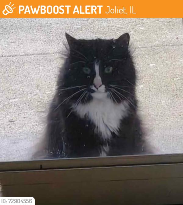 Found/Stray Unknown Cat last seen Aldrich Drive, Caton Crossing, Plainfield, Illinois, Joliet, IL 60586