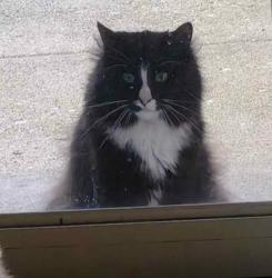 Found/Stray Unknown Cat last seen Aldrich Drive, Caton Crossing, Plainfield, Illinois, Joliet, IL 60586