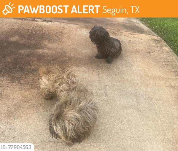 Found/Stray Unknown Dog last seen Blumberg Park and Tabler Rd, Seguin, TX 78155