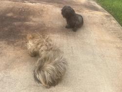 Found/Stray Unknown Dog last seen Blumberg Park and Tabler Rd, Seguin, TX 78155