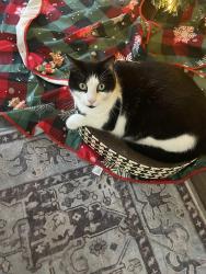 Lost Male Cat last seen Cortez and 59th Street West, Bradenton, FL 34209