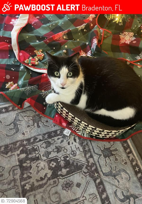 Lost Male Cat last seen Cortez and 59th Street West, Bradenton, FL 34209