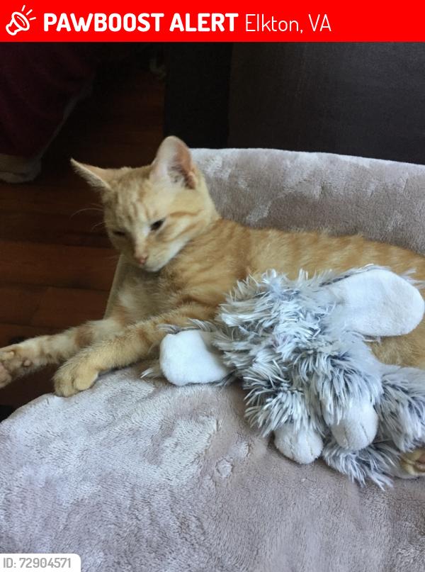 Lost Female Cat last seen Lee Ave/ 340, Elkton, VA 22827