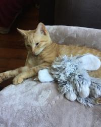 Lost Female Cat last seen Lee Ave/ 340, Elkton, VA 22827