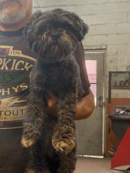 Found/Stray Female Dog last seen Oka Road Chloe , Calhoun County, WV 25235