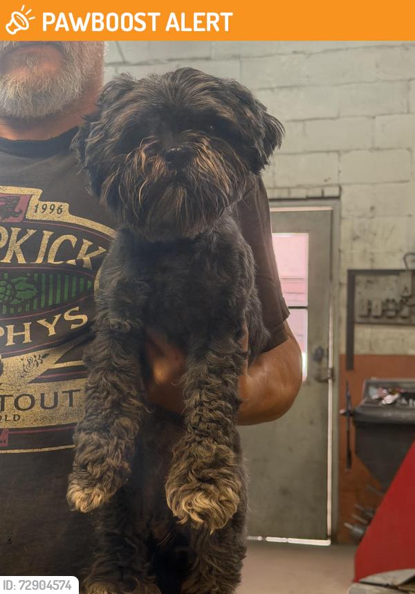 Found/Stray Female Dog last seen Oka Road Chloe , Calhoun County, WV 25235