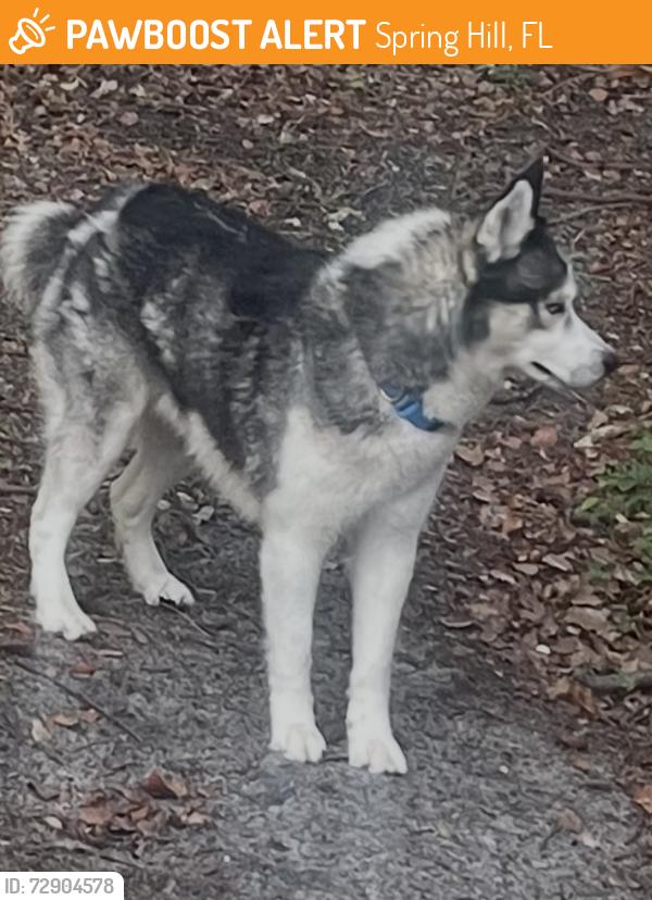 Found/Stray Unknown Dog last seen Elgin/ mariner, Spring Hill, FL 34609