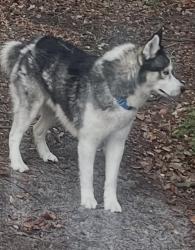 Found/Stray Unknown Dog last seen Elgin/ mariner, Spring Hill, FL 34609