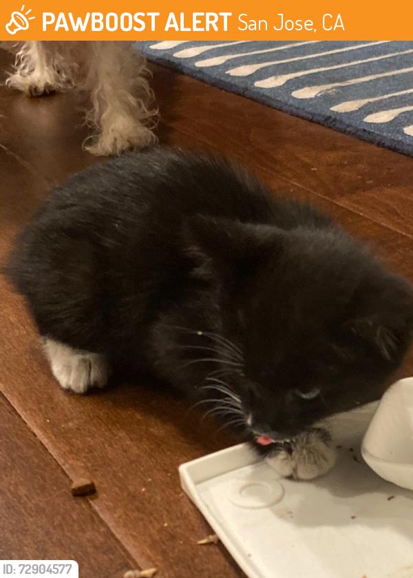 Found/Stray Unknown Cat last seen Lantz Ave & Theresa Lane, San Jose, CA 95124