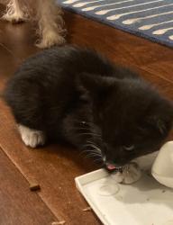 Found/Stray Unknown Cat last seen Lantz Ave & Theresa Lane, San Jose, CA 95124