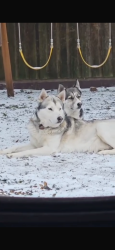 Lost Male Dog last seen Near San Antonio Dr, Garland, TX 75042