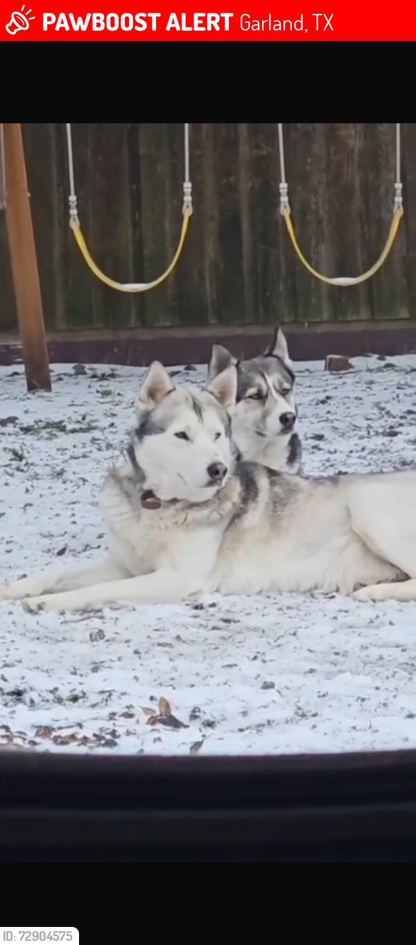 Lost Male Dog last seen Near San Antonio Dr, Garland, TX 75042