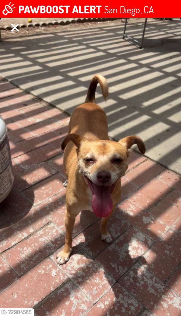 Lost Male Dog last seen All of Benhurst Ave, San Diego, CA 92122