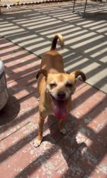 Lost Male Dog last seen All of Benhurst Ave, San Diego, CA 92122