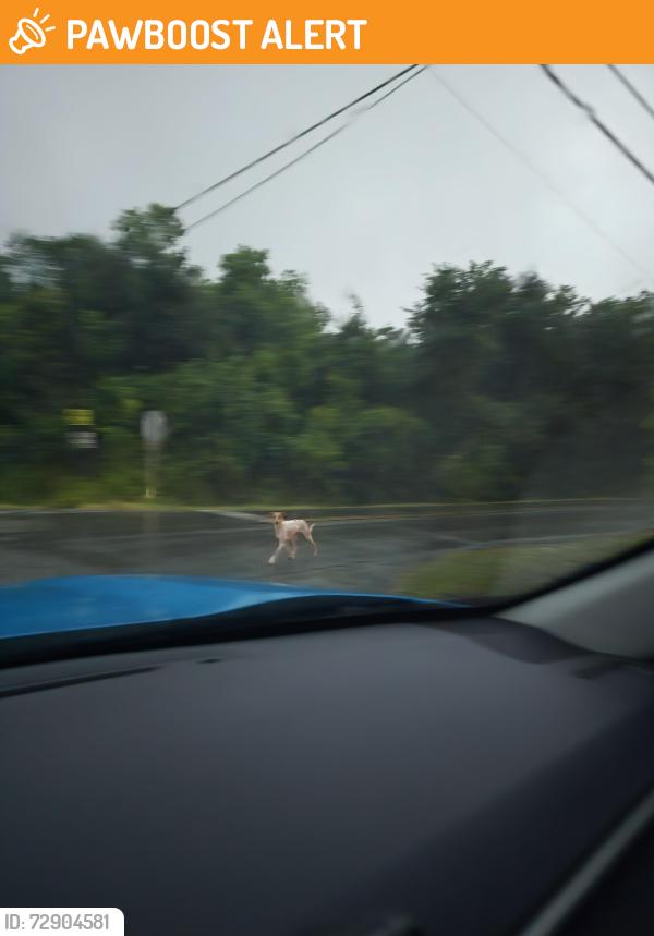 Found/Stray Unknown Dog last seen Near the crossing of Avenue M and 32nd Street, Galveston County, TX 77510