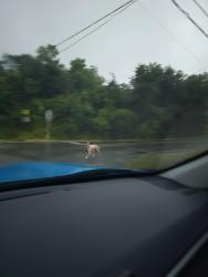 Found/Stray Unknown Dog last seen Near the crossing of Avenue M and 32nd Street, Galveston County, TX 77510