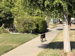 Found/Stray Unknown Dog last seen 10th and N, Sanger, CA 93657