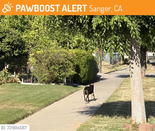 Found/Stray Unknown Dog last seen 10th and N, Sanger, CA 93657