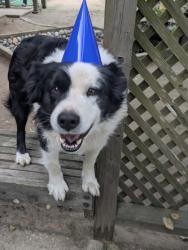 Lost Male Dog last seen Anzar rd Aromas ca, Aromas, CA 95004