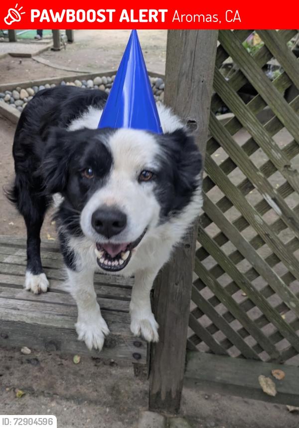 Lost Male Dog last seen Anzar rd Aromas ca, Aromas, CA 95004