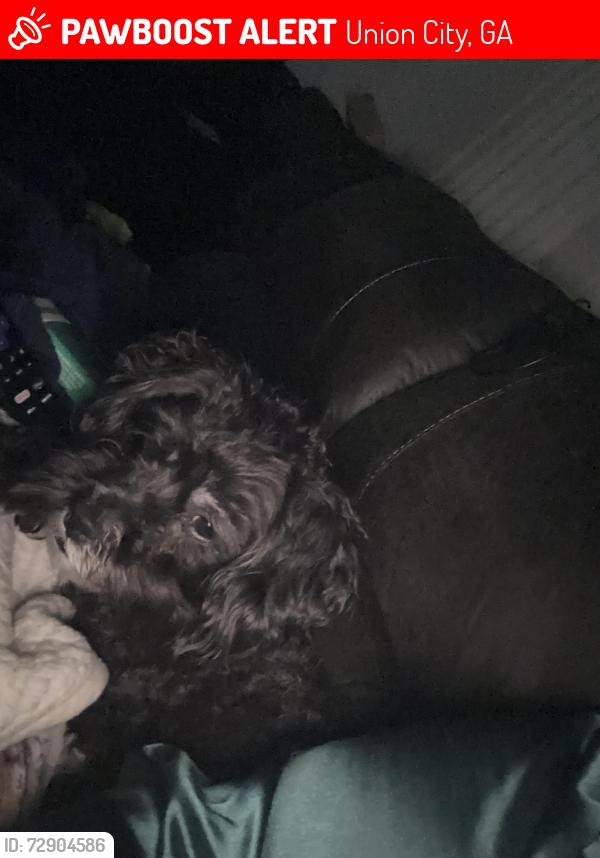 Lost Male Dog last seen Bethsaida, Union City, GA 30291