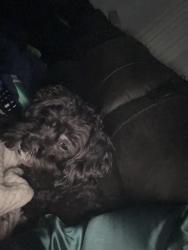Lost Male Dog last seen Bethsaida, Union City, GA 30291