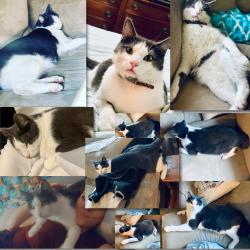 Lost Male Cat last seen Near Old Range Road , Clark Fork, ID 83811
