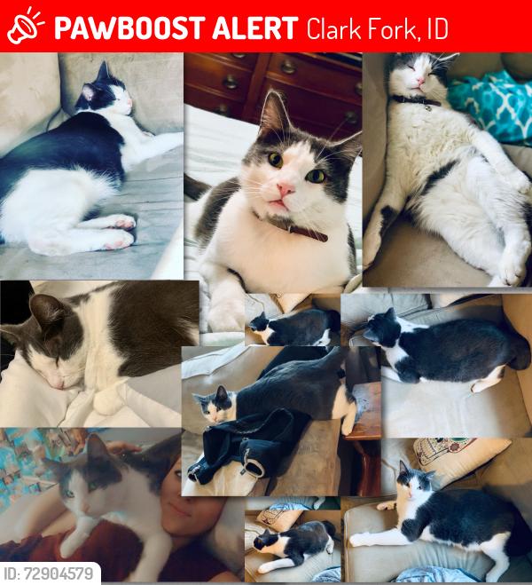 Lost Male Cat last seen Near Old Range Road , Clark Fork, ID 83811