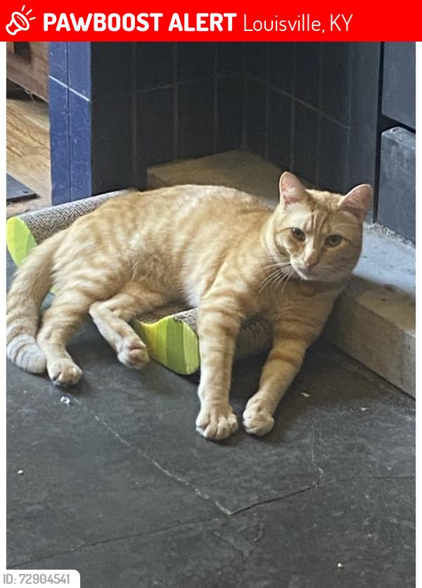 Lost Male Cat last seen 1st and east ormsby, Louisville, KY 40203