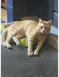 Lost Male Cat last seen 1st and east ormsby, Louisville, KY 40203