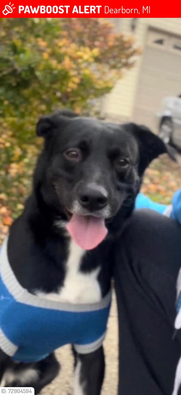 Lost Male Dog last seen Penn and Roosevelt, Dearborn, MI 48125