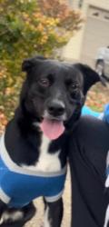 Lost Male Dog last seen Penn and Roosevelt, Dearborn, MI 48125