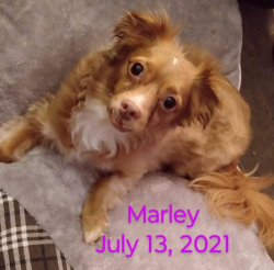 Lost Male Dog last seen Downtown long Beach ca, Long Beach, CA 90831
