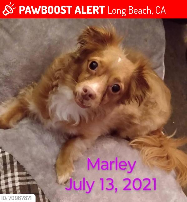 Lost Male Dog last seen Downtown long Beach ca, Long Beach, CA 90831