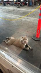 Reunited Male Dog last seen Hwy 77, Waxahachie, TX 75165